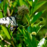 swallowtail on buttonbush